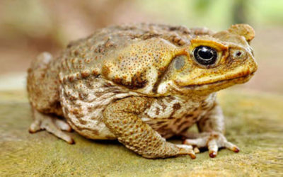 Project Cane Toad